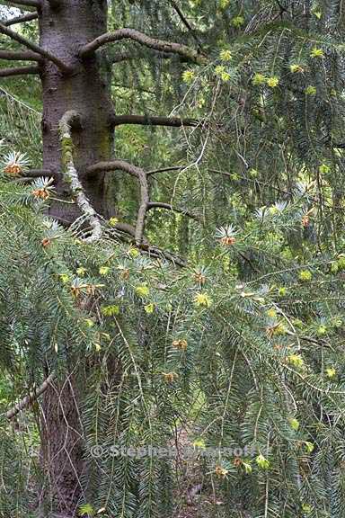 abies bracteata 1 graphic